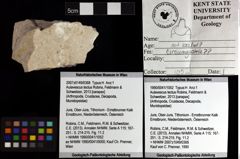 Foto (Objket + Etiketten) von Aulavescus tectus (Robins, Feldmann & Schweitzer, 2013)